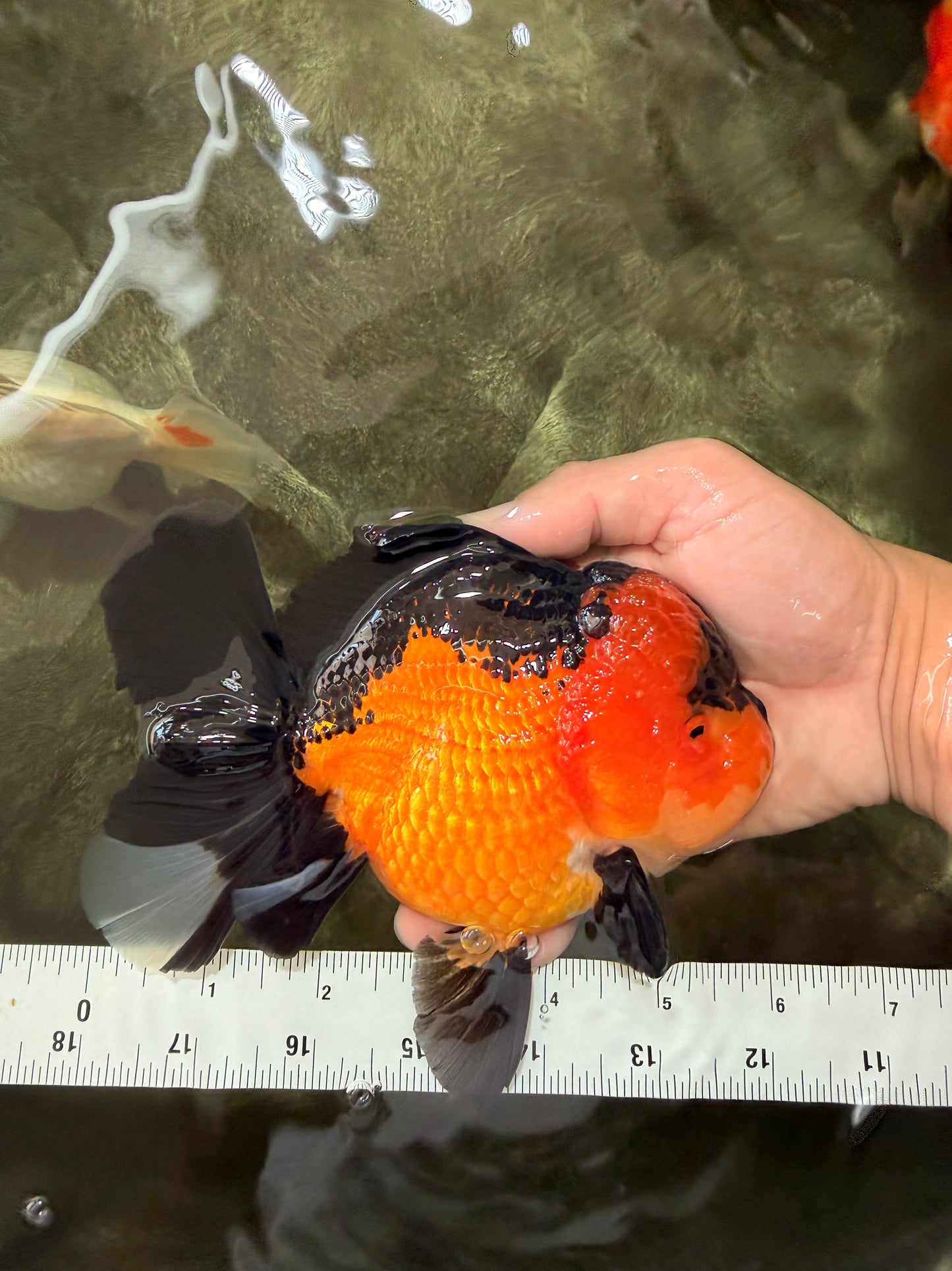 CHUBBY A Grade Apache Oranda Female 6 inches #071726OR_17