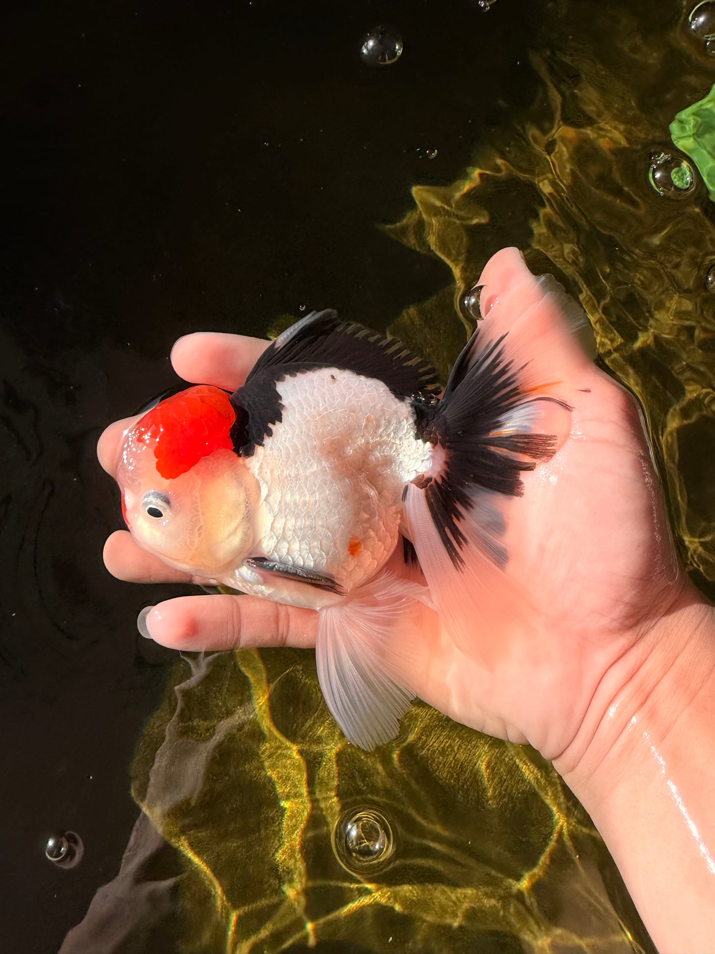 CLOWN A Grade Tricolor Oranda Male 5-5.5 inches #032026OR_14