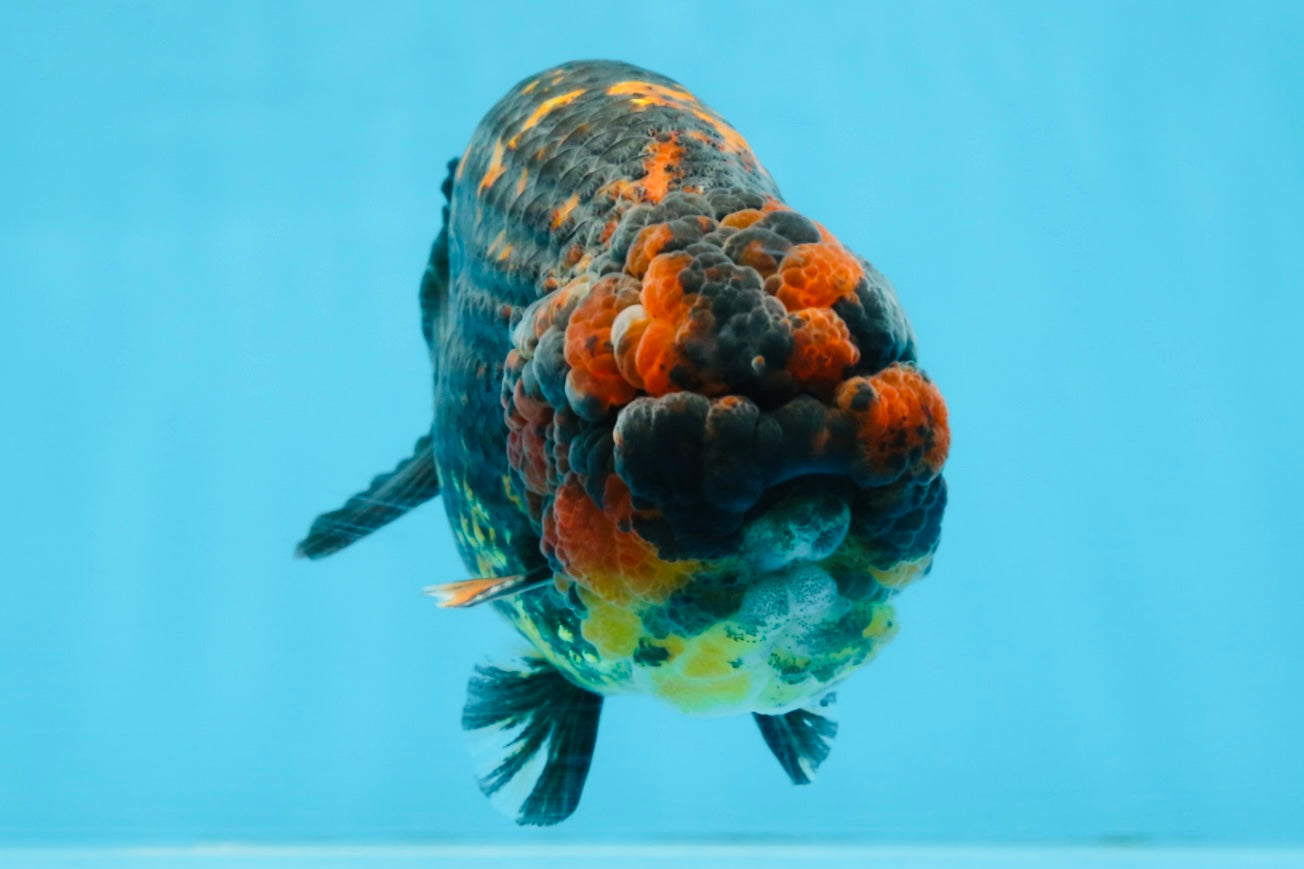 A Grade Tricolor Tiger LionKing 5.5 inches #103125LC_11