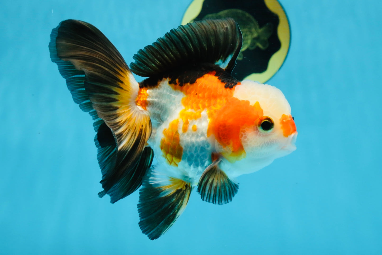 UNIQUE Tricolor Oranda Male 5 inches #100325OR_21