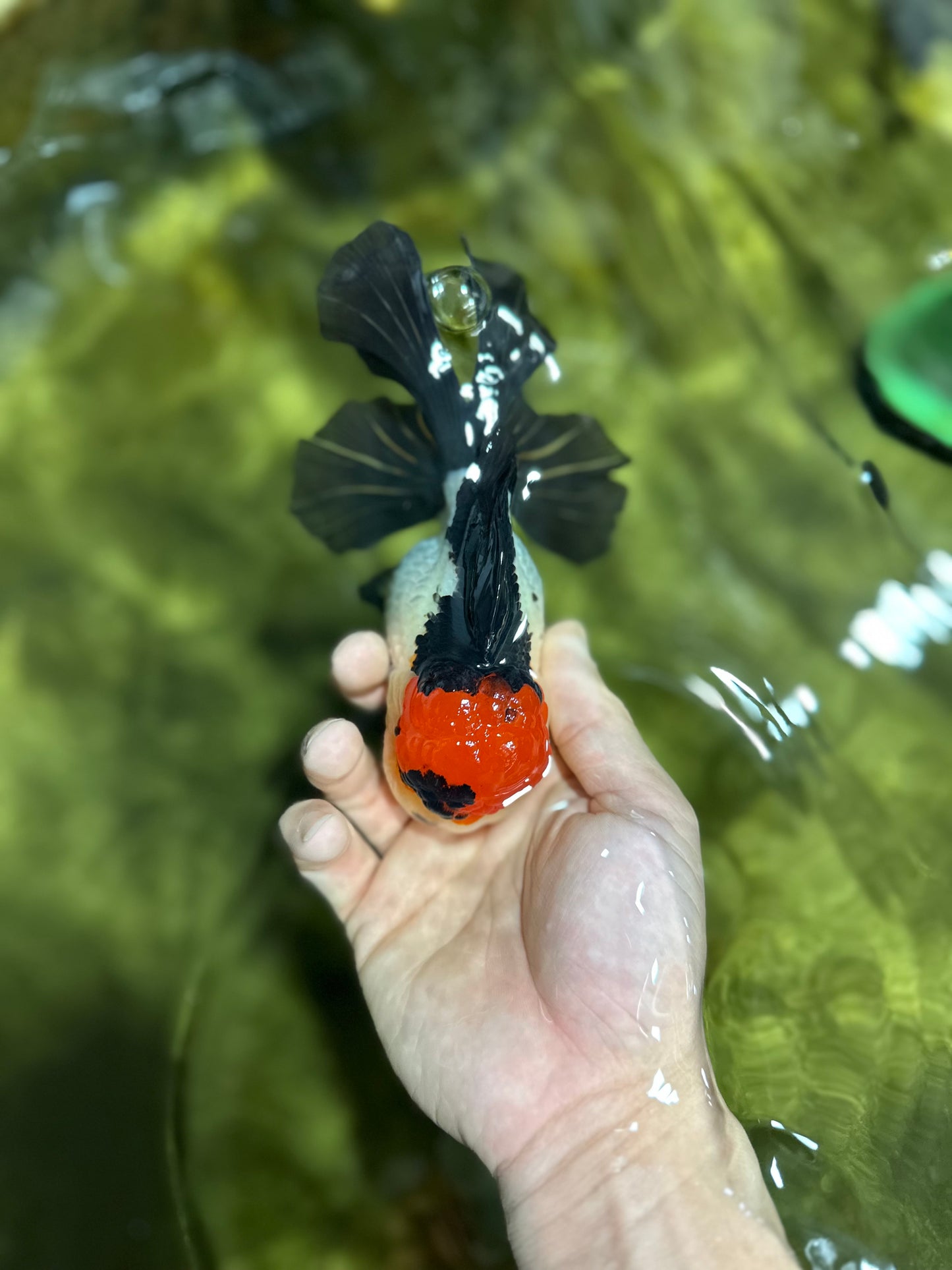 MIKE TYSON A Grade Tricolor Oranda Female 5.5-6 inches #041825OR_12