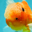 A Grade Jade Head Sakura Oranda Male 6-6.5 inches #082826OR_01