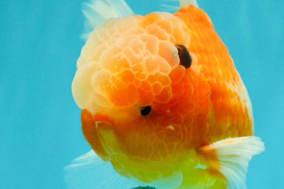 A Grade Jade Head Sakura Oranda Male 6-6.5 inches #082826OR_01