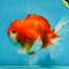 SUPER CHONKY A Grade Sakura Oranda Male 5.5-6 inches #120525OR_03