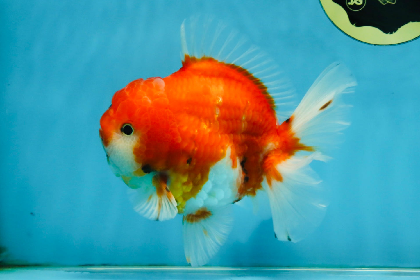 SUPER CHONKY A Grade Sakura Oranda Male 5.5-6 inches #120525OR_03