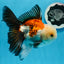 AAA Grade Tricolor Oranda Male 5.5 inches #0830OR_13