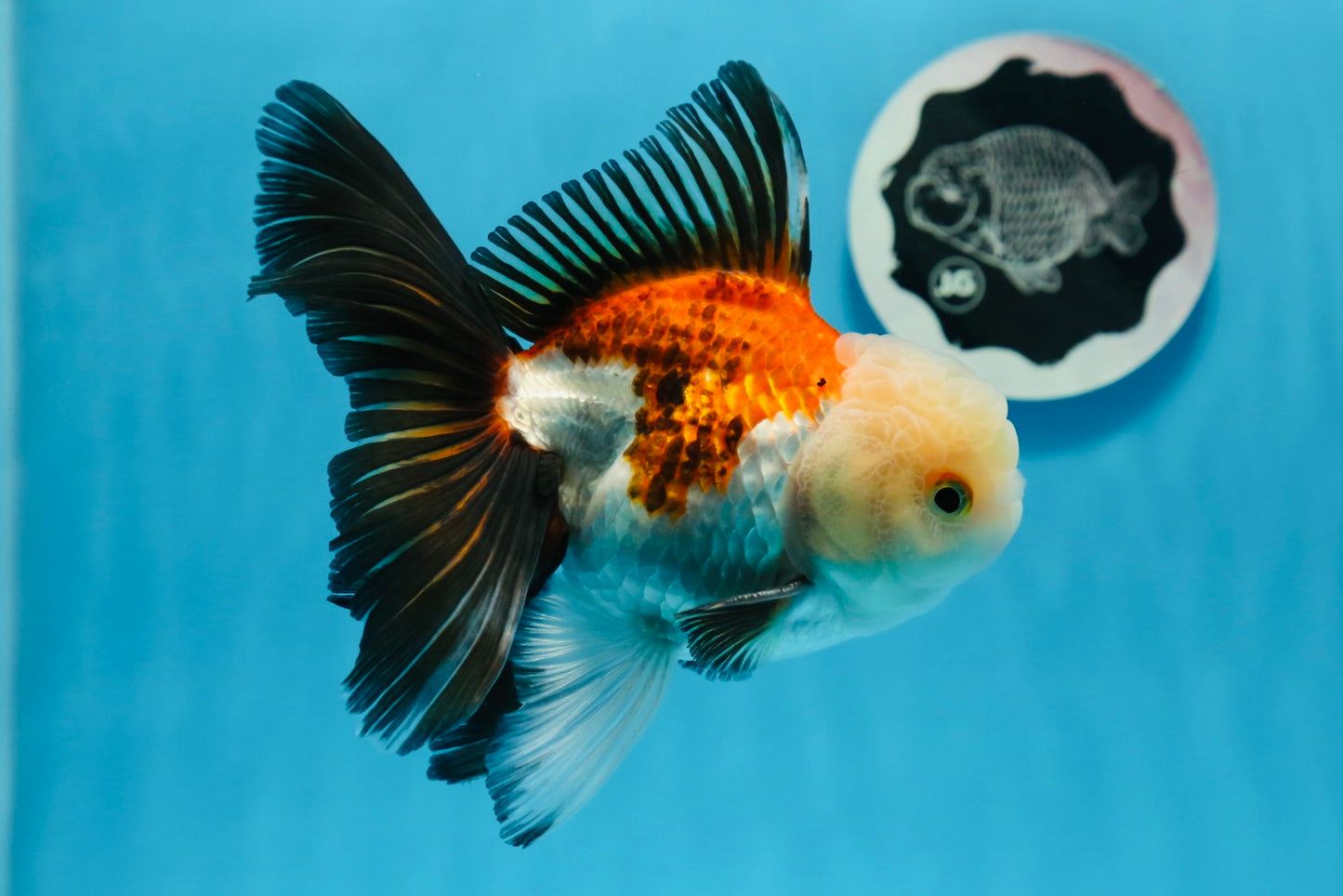 Oranda tricolore mâle de qualité AAA 5,5 pouces #0830OR_13