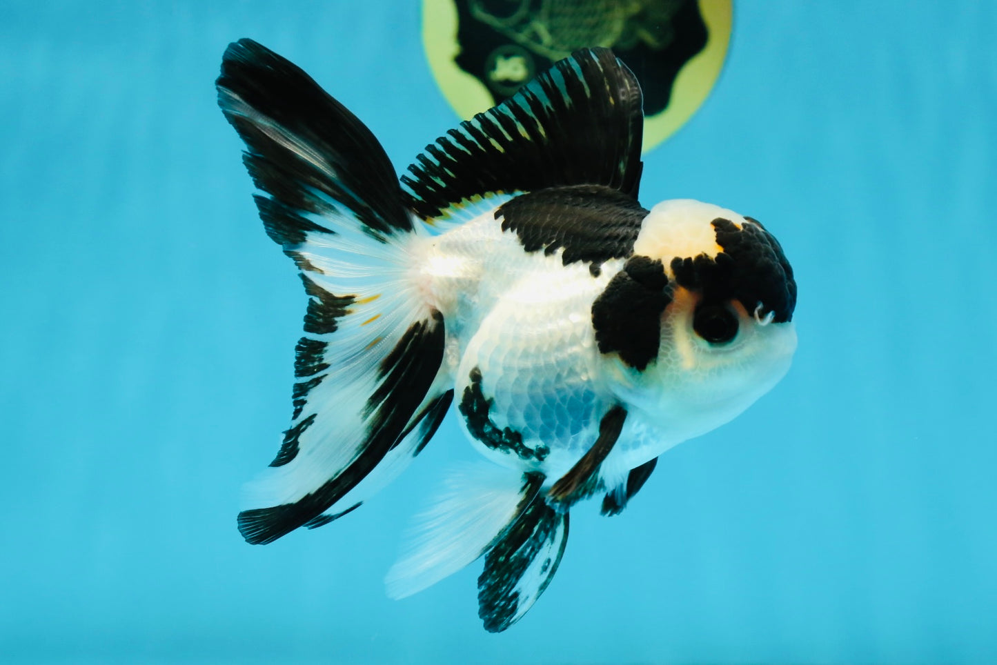 A Grade Panda Oranda Male 4.5 inches #010325OR_08