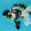 Super Panda Oranda Male 5 inches #042525OR_06