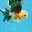 Tricolor Oranda Male 5 inches #091925OR_05