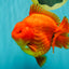 TOMATO A Grade Solid Red Yuanbao Male 5.5-6 inches #100226YB_10
