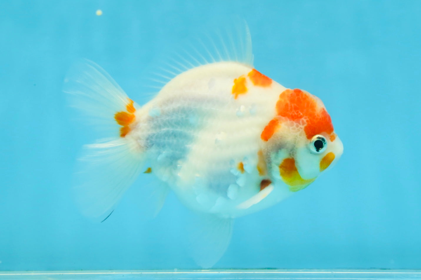 FANCY A Grade Kohaku Sakura Yuanbao Male 4.5-5 inches #112825YB_19