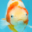 AAA Grade Special Red White Kohaku Chinese Ranchu Male 5 inches #101025RC_20