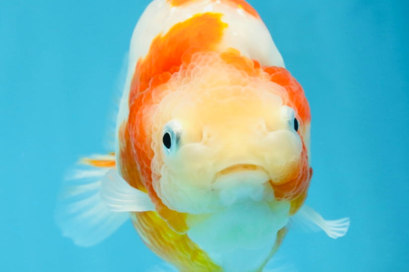 AAA Grade Special Red White Kohaku Chinese Ranchu Male 5 inches #101025RC_20