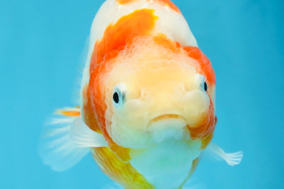 AAA Grade Special Red White Kohaku Chinese Ranchu Male 5 inches #101025RC_20