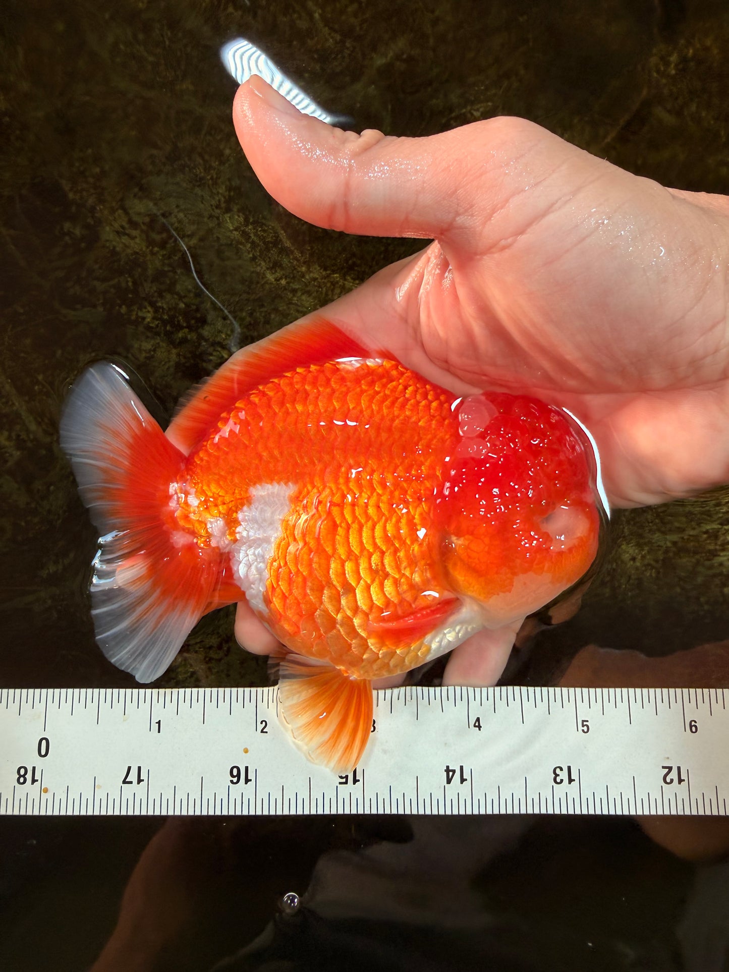 SHOW GRADE Godzilla Red White Yuanbao Male 5-5.5 inches #101725YB_999
