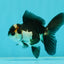 Panda Oranda Male 3.5 inches #1011OR_25