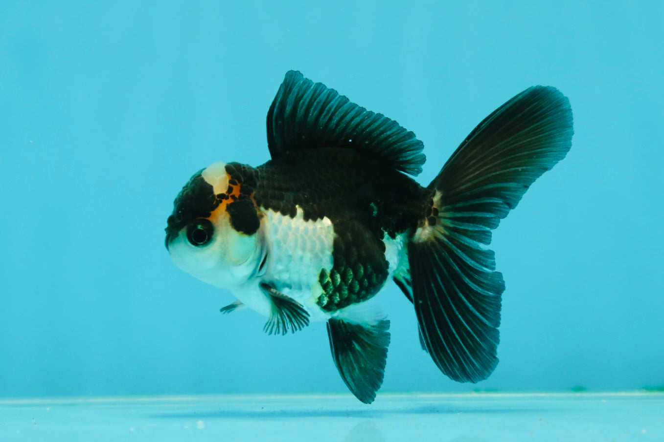 Panda Oranda Male 3.5 inches #1011OR_25