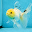 White Long Tail Oranda Male 5-5.5 inches #062025OR_15