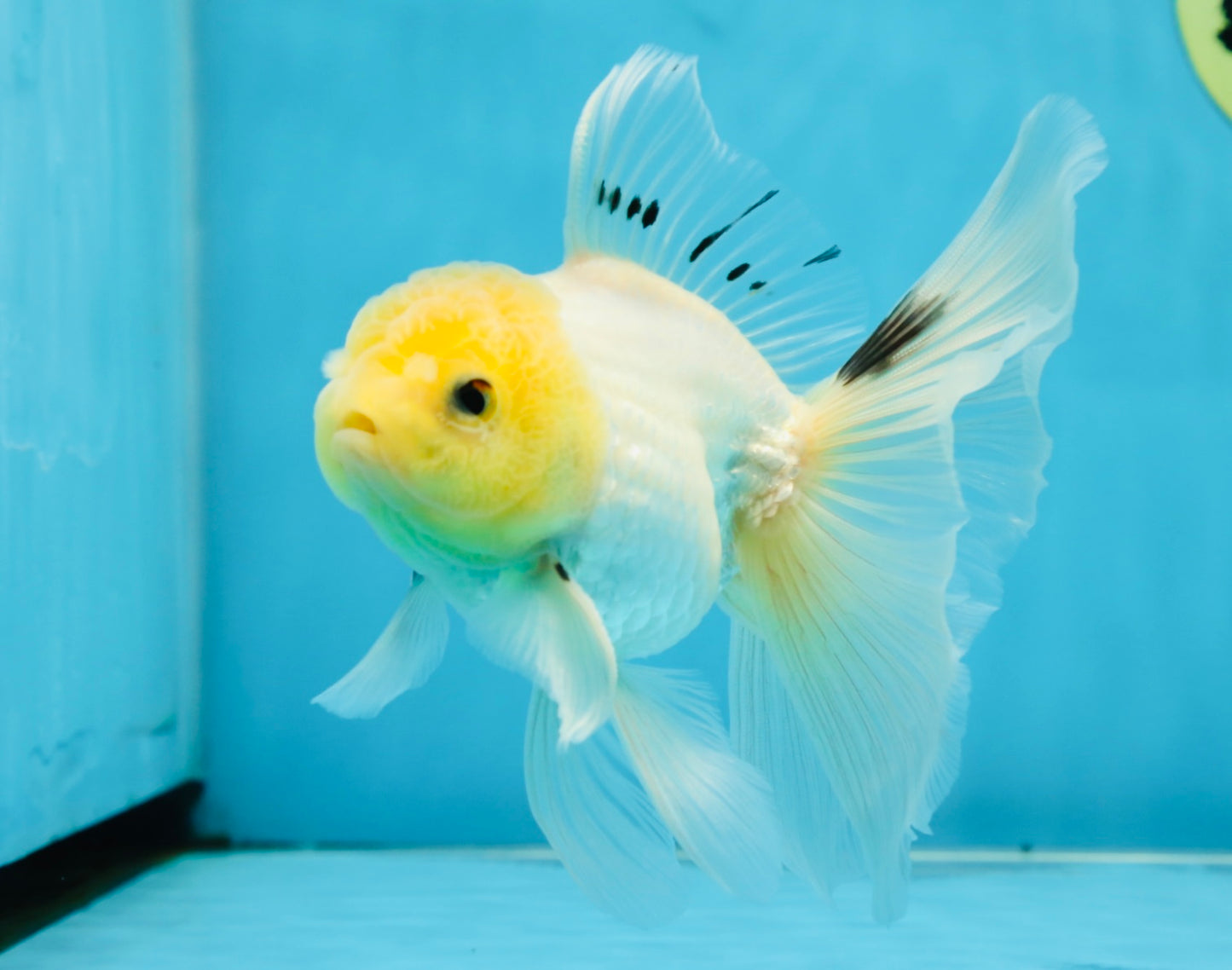 White Long Tail Oranda Male 5-5.5 inches #062025OR_15