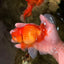 A Grade Red White Oranda Male 5.5-6 inches #091826OR_03