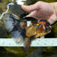 A Grade Pompom Tricolor Oranda Female 6.5 inches #112224OR_20