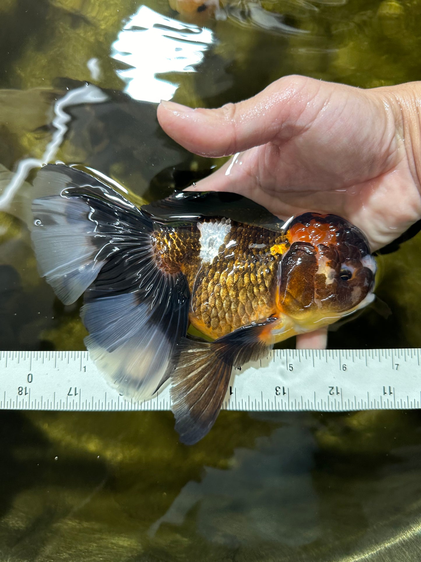 A Grade Pompom Tricolor Oranda Female 6.5 inches #112224OR_20