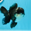 Panda Oranda Male 4.5-5 inches #0927OR_23