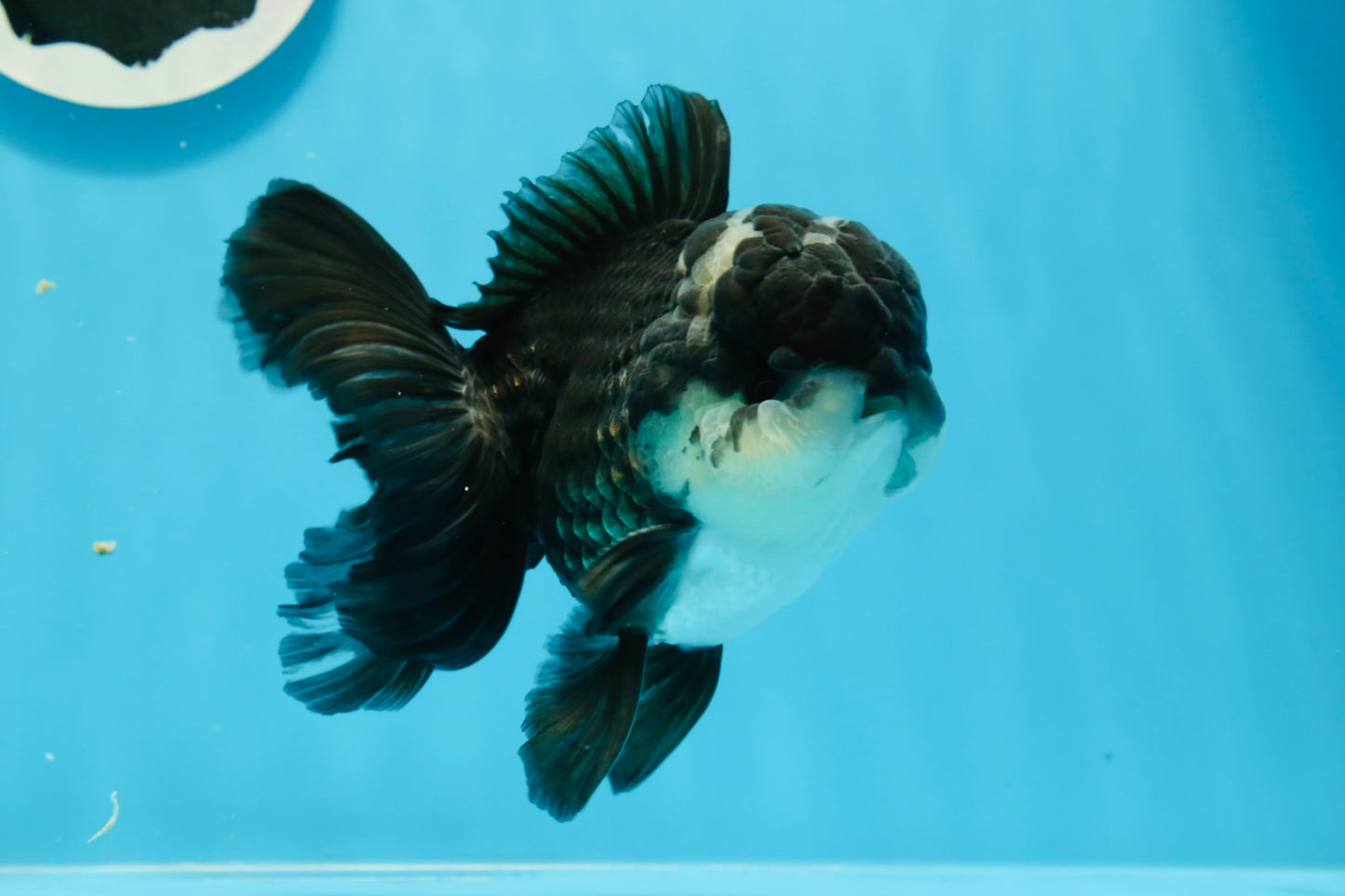 Panda Oranda Male 4.5-5 inches #0927OR_23