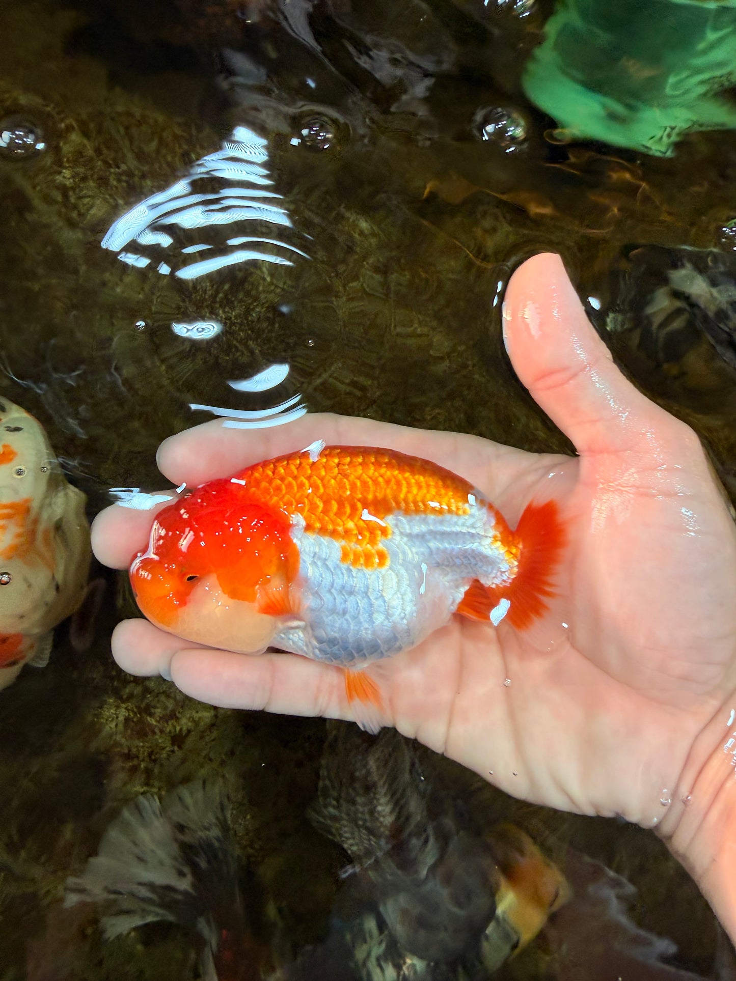 AAA Grade Red White LionQueen 4-4.5 inches #101725LC_04