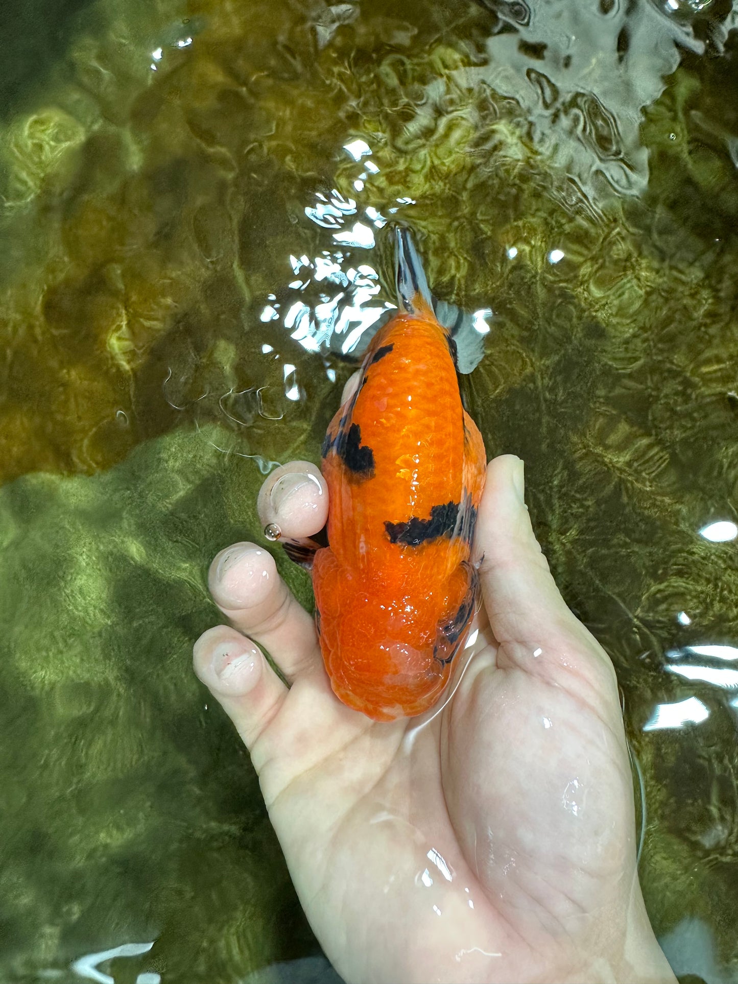 AAA Grade Tiger LionKing 4.5 inches #060625LC_04