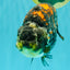 Special Tricolor Tiger Ranchu Female 6-6.5 inch #092526RC_22