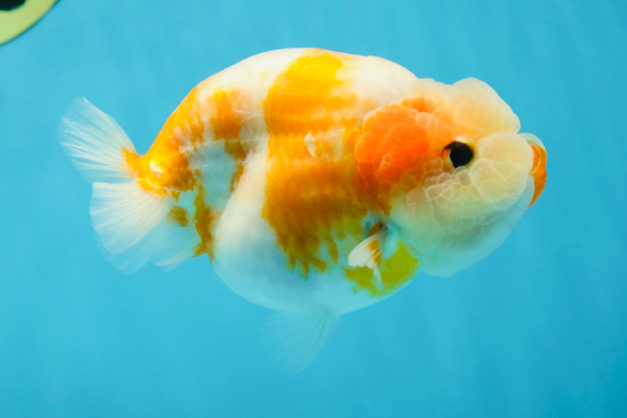 A Grade Sakura LionQueen 4-4.5 inches #050925LC_06