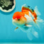 Red White Oranda Female 5 inches #110124OR_04