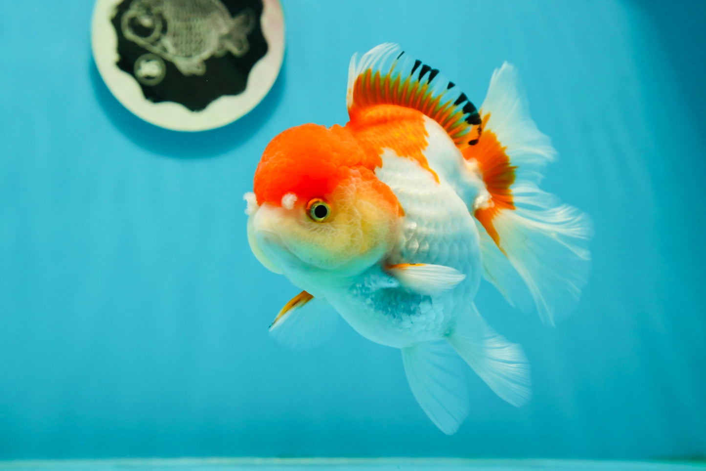 Red White Oranda Female 5 inches #110124OR_04