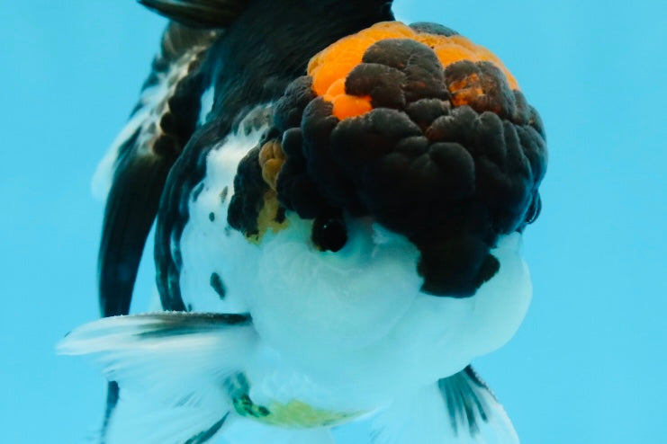 A Grade Tricolor Oranda Male 5.5 inches #0920OR_24