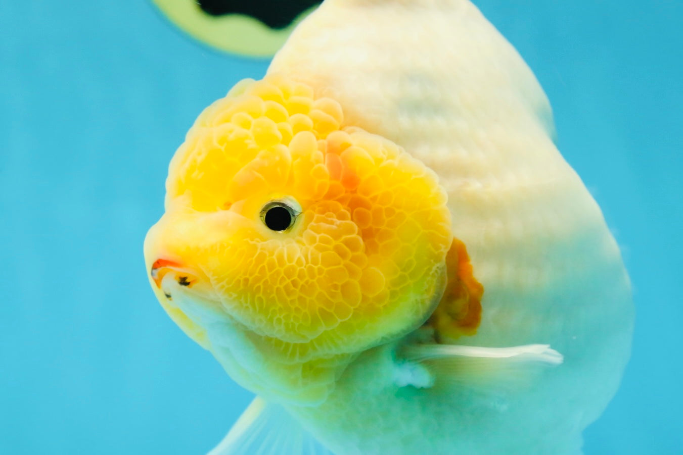 SHOW GRADE Godzilla Sakura Yuanbao Male 6 inches #050925YB_24