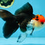 A Grade Tricolor Oranda Female 5.5-6 inches #081525OR_18