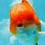 GODZILLA AAA Grade Butterfly Tail Red White Sakura Oranda Male 5.5 inches #1004OR_20