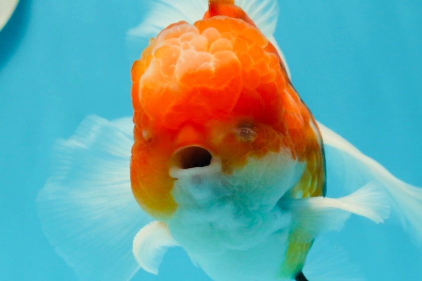 GODZILLA AAA Grade Butterfly Tail Red White Sakura Oranda Male 5.5 inches #1004OR_20