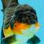 CHONKY A Grade Apache Oranda Male 5.5-6  inches #041026OR_13