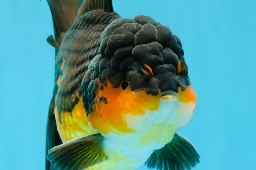 CHONKY A Grade Apache Oranda Male 5.5-6  inches #041026OR_13