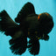 GODZILLA AAA Grade Black Lava Oranda Male 6.5-7 inches #092526OR_02