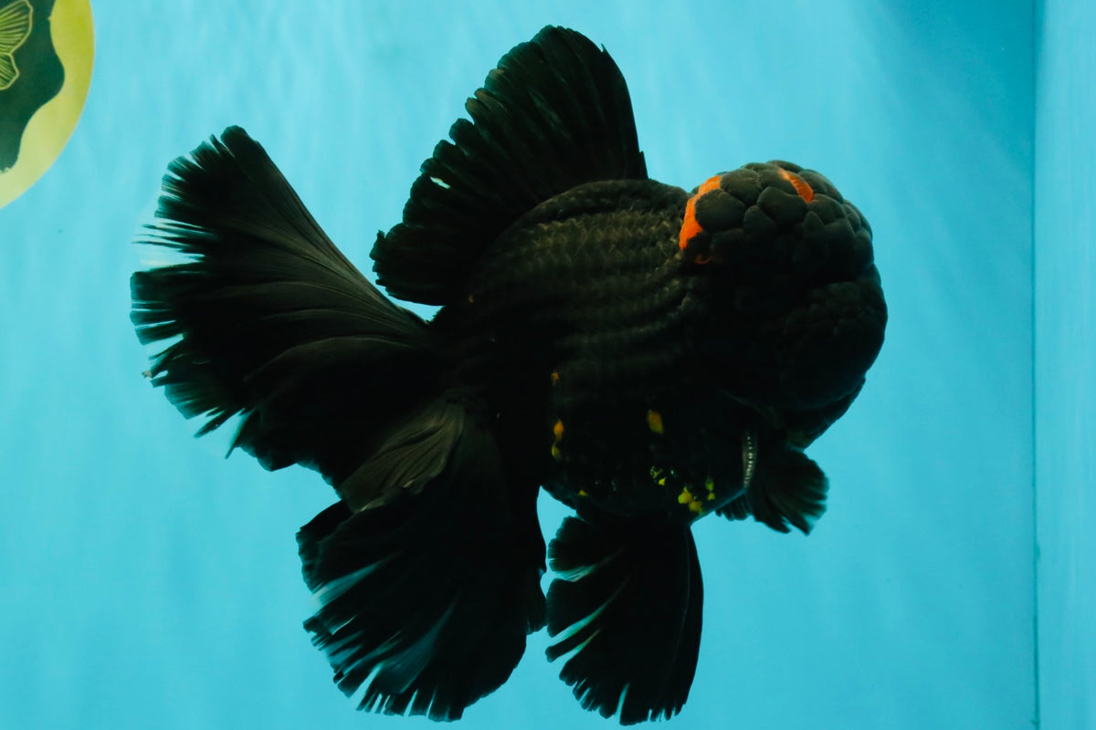 GODZILLA AAA Grade Black Lava Oranda Male 6.5-7 inches #092526OR_02
