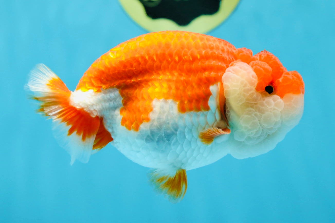 AAA Grade SUPER Red White LionQueen 4.5 inches #051625LC_35