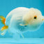 Orange White Lipstick Lionchu Female 5 inches #112924LC_03