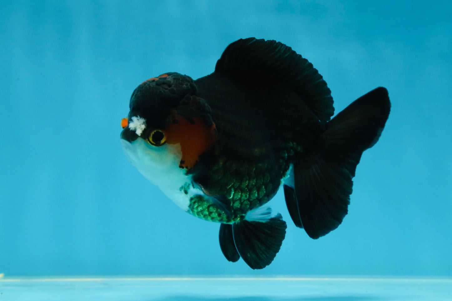 Pompom Tricolor Yuanbao Male 4 inches #060625YB_09