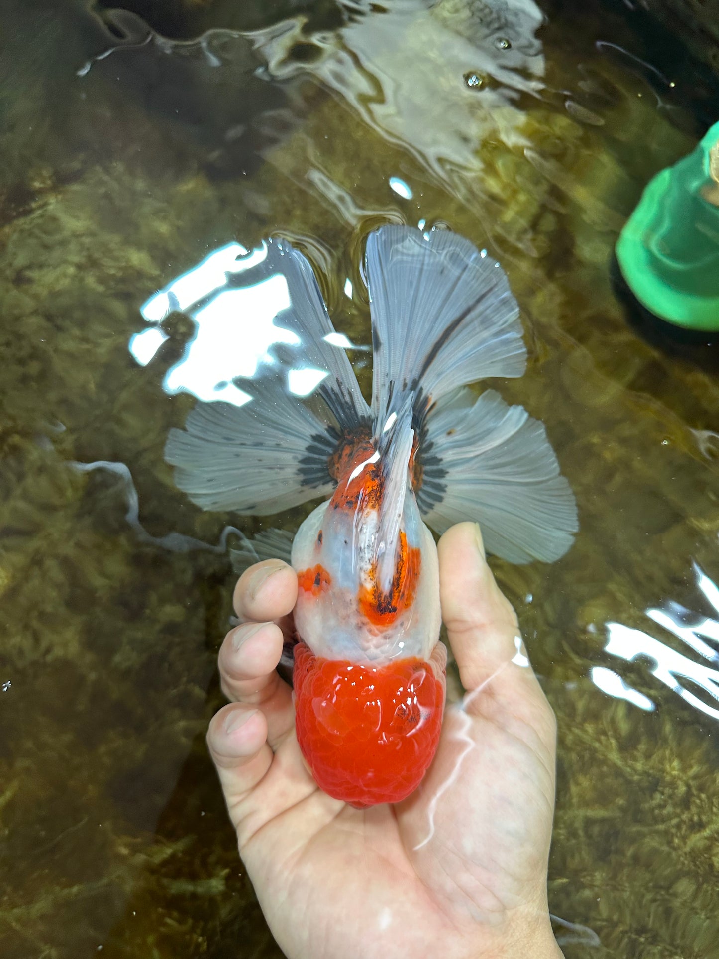 AAA Grade Young Godzilla Sakura Oranda Male 6 inches #080825OR_21
