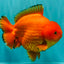 PUMPKIN AAA Grade Red Yuanbao Male 6 inches #101626YB_29