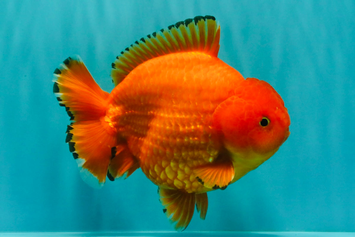 PUMPKIN AAA Grade Red Yuanbao Male 6 inches #101626YB_29